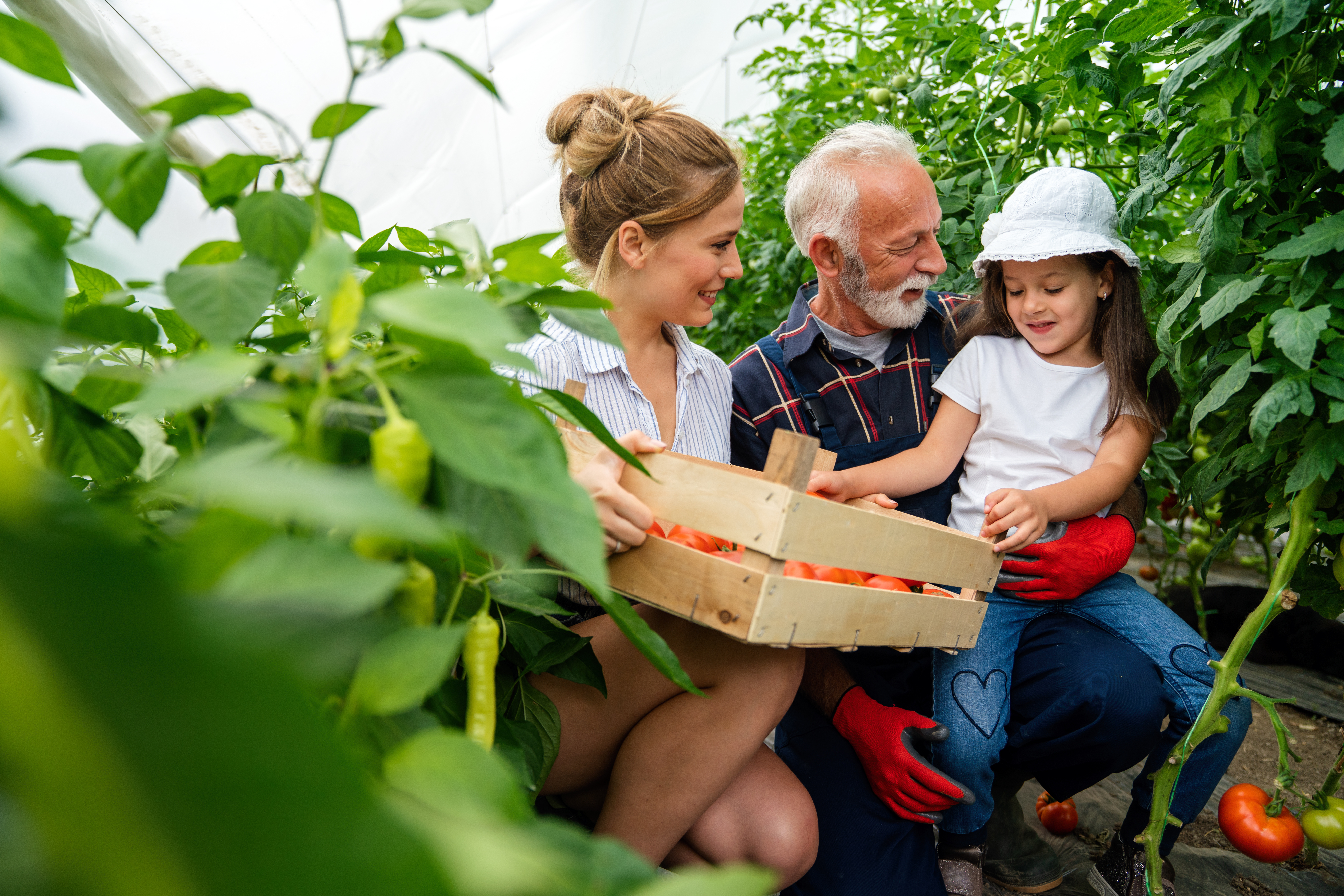 Happy senior man working together with family in greenhouse business. People organic food concept